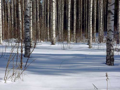 Cross country skiing around Penttil&auml; Gardens cottage, in the Penttil&auml; forest.