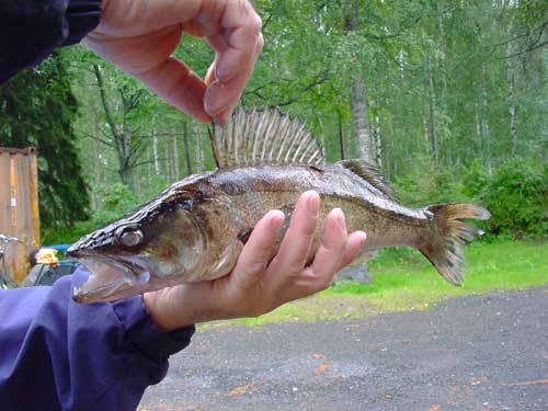 fishing vissen summer cottages zomerhuisjes - skandinavia - skiing, snowboarding, dogsleds, snow mobiles, trekking, fishing, swimming and sauna holidays - vacations in your own cottage in south east Finland - summer, fall, autumn, winter and spring at Penttil&auml; Gardens