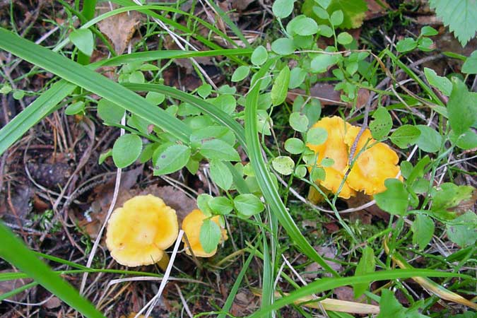 paddenstoelen zoeken - finding mushrooms, cottages zomerhuisjes - skandinavia - skiing, snowboarding, dogsleds, snow mobiles, trekking, fishing, swimming and  cottage in south east Finland - summer, fall, autumn, winter and spring at Penttil&auml; Gardens