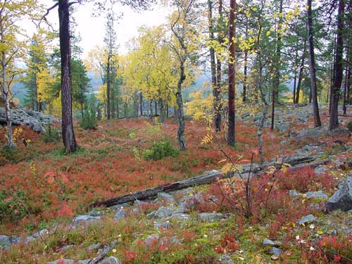 Kangasniemi, Finland - winter cottages zomerhuisjes - skandinavia - skiing, snowboarding, dogsleds, snow mobiles, trekking, fishing, swimming and sauna holidays - vacations in your own cottage in south east Finland - summer, fall, autumn, winter and spring at Penttil&auml; Gardens