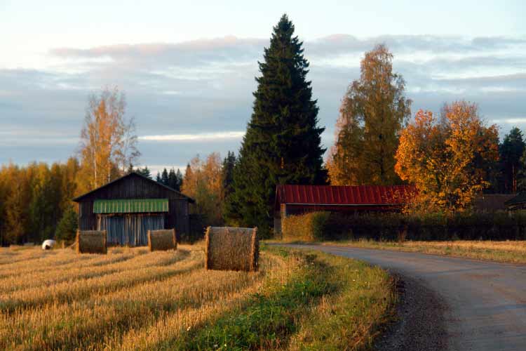 Walking in the Finnish countryside, near the Penttil&auml; cottage.