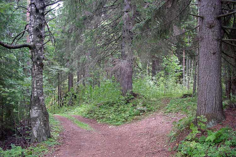 Walking in the Finnish countryside, near the Penttil&auml; cottage in the old forest at the abandoned Nojola farm.