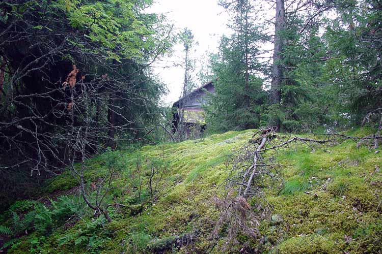 Walking in the Finnish countryside, near the Penttil&auml; cottage in the old forest at the abandoned Nojola farm.