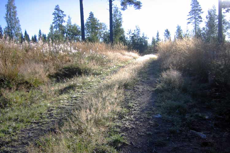 Walking in the Finnish countryside, near the Penttil&auml; cottage in the old forest at the abandoned Nojola farm.