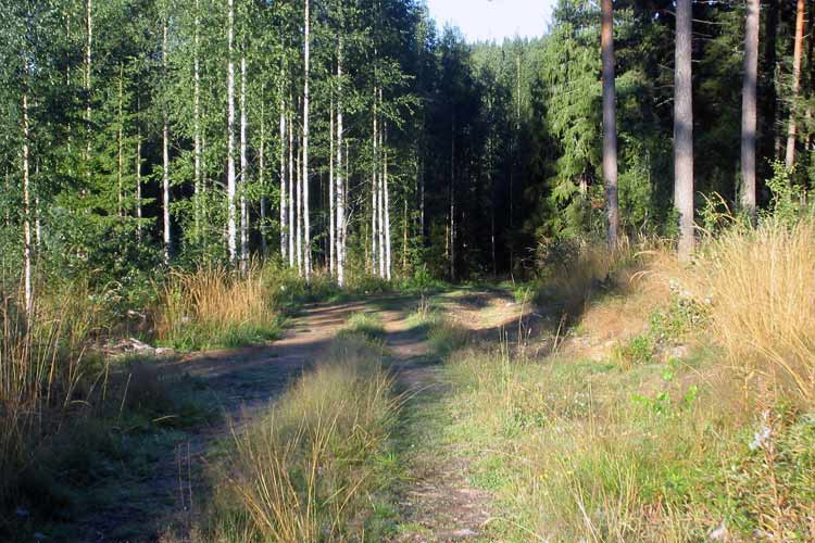 Walking in the Finnish countryside, near the Penttil&auml; cottage in the old forest at the abandoned Nojola farm.