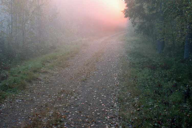 Walking in the Finnish countryside, near the Penttil&auml; cottage in the old forest at the abandoned Nojola farm.