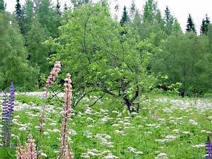 cottages zomerhuisjes - trekking, fishing, swimming and sauna holidays - vacations in your own cottage in south east Finland - summer, fall, autumn, winter and spring at Penttilä Gardens