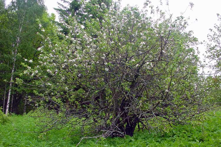 One of the few surviving apple trees om Penttil&auml; Estate.