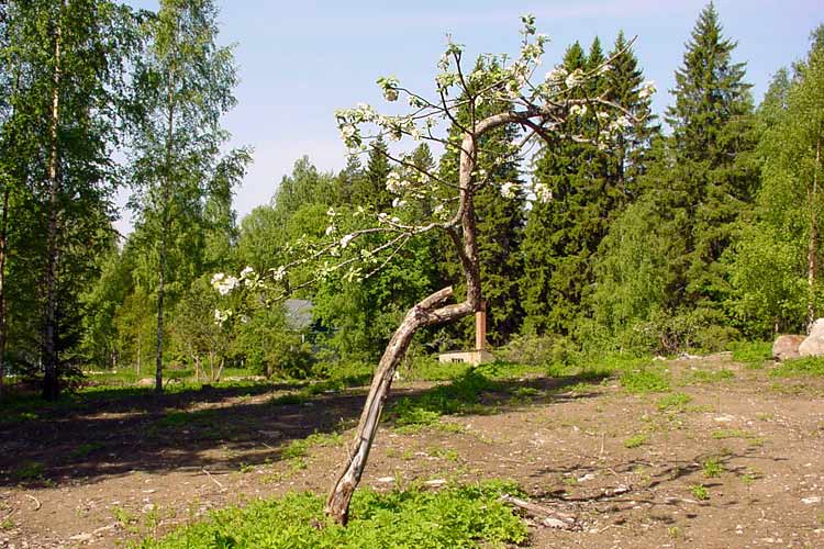 One of the few surviving apple trees om Penttil&auml; Estate.