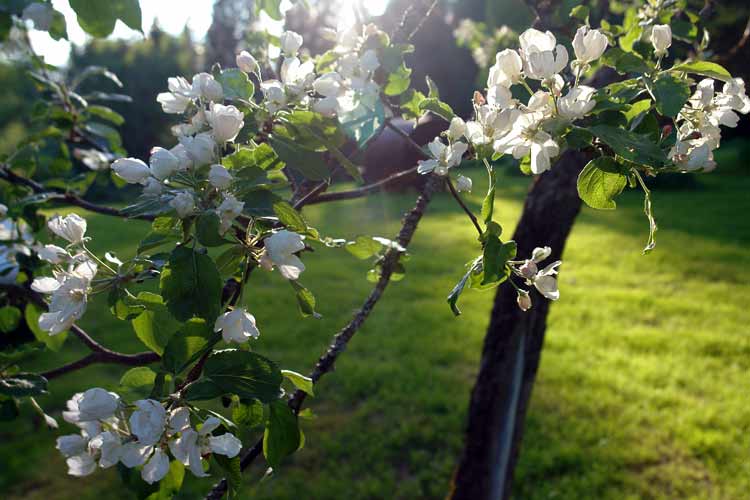 The van Gogh Apple Tree - one of the few surviving apple trees om Penttil&auml; Estate survived the excavations.