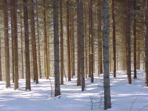 skiing ski&euml;n winter cottages zomerhuisjes - skandinavia - skiing, snowboarding, dogsleds, snow mobiles, trekking, fishing, swimming and sauna holidays - vacations in your own cottage in south east Finland - summer, fall, autumn, winter and spring at Penttil&auml; Gardens