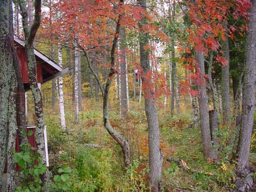 winter cottages zomerhuisjes - skandinavia - skiing, snowboarding, dogsleds, snow mobiles, trekking, fishing, swimming and sauna holidays - vacations in your own cottage in south east Finland - summer, fall, autumn, winter and spring at Penttil&auml; Gardens