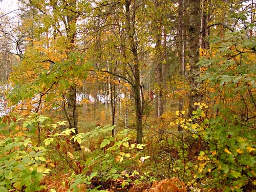 winter cottages zomerhuisjes - skandinavia - skiing, snowboarding, dogsleds, snow mobiles, trekking, fishing, swimming and sauna holidays - vacations in your own cottage in south east Finland - summer, fall, autumn, winter and spring at Penttil&auml; Gardens