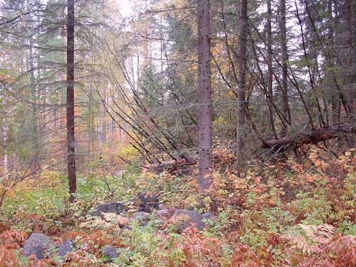 winter cottages zomerhuisjes - skandinavia - skiing, snowboarding, dogsleds, snow mobiles, trekking, fishing, swimming and sauna holidays - vacations in your own cottage in south east Finland - summer, fall, autumn, winter and spring at Penttil&auml; Gardens