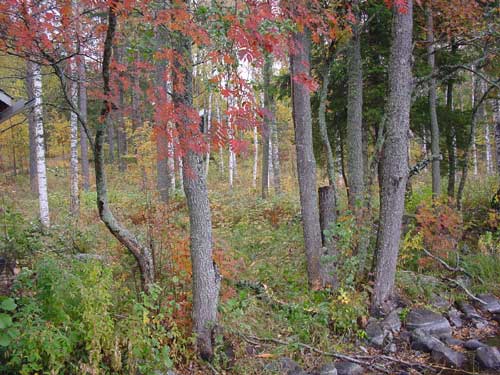 winter cottages zomerhuisjes - skandinavia - skiing, snowboarding, dogsleds, snow mobiles, trekking, fishing, swimming and sauna holidays - vacations in your own cottage in south east Finland - summer, fall, autumn, winter and spring at Penttil&auml; Gardens