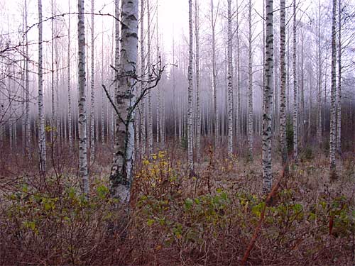 winter cottages zomerhuisjes - skandinavia - skiing, snowboarding, dogsleds, snow mobiles, trekking, fishing, swimming and sauna holidays - vacations in your own cottage in south east Finland - summer, fall, autumn, winter and spring at Penttil&auml; Gardens