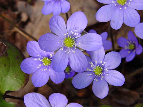 Spring cottages and sauna holidays - vacations in your own cottage in south east Finland - experience the Finnish spring at Penttil&auml; Gardens.