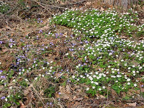 Spring cottages and sauna holidays - vacations in your own cottage in south east Finland - experience the Finnish spring at Penttil&auml; Gardens.