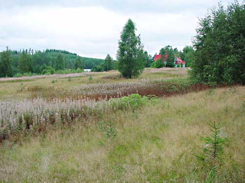 Kangasniemi, Finland - winter cottages zomerhuisjes - skandinavia - skiing, snowboarding, dogsleds, snow mobiles, trekking, fishing, swimming and sauna holidays - vacations in your own cottage in south east Finland - summer, fall, autumn, winter and spring at Penttil&auml; Gardens